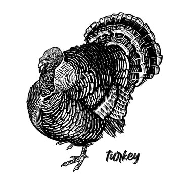 Poultry turkey. Domestic bird. Black and white vector