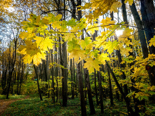 Beautiful autumn maple leaves on tree in park