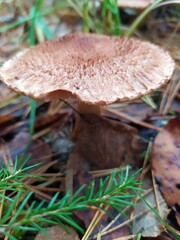 mushroom in the forest