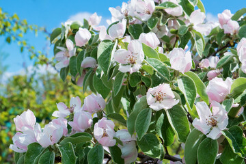 Spring floral background. Blooming quince tree with white flowers. Blooming quince branch - Cydonia...