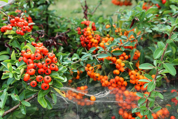 Red berries of the hawthorn