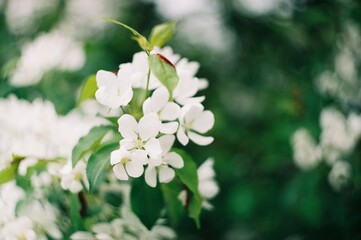 white flowers of a tree