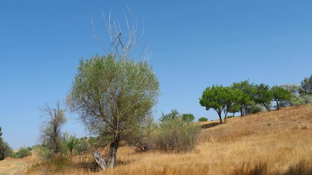 willow tree that does not give up trying to live,