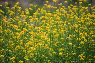 노란 유채꽃이 보이는 봄날