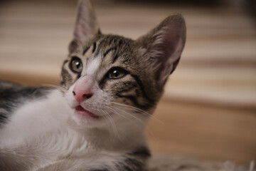 Sick, sluggish, runny nose domestic cat. Tabby and in white colors
