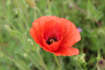 Red poppies blooming on a summer meadow