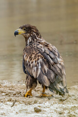 White Tailed Eagle (Haliaeetus albicilla) in flight. Also known as the ern, erne, gray eagle, Eurasian sea eagle and white-tailed sea-eagle. Wings Spread. Poland, Europe. Birds of prey.