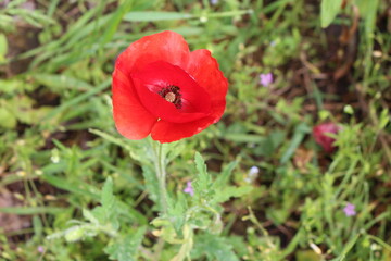 Obraz premium Red poppies blooming on a summer meadow