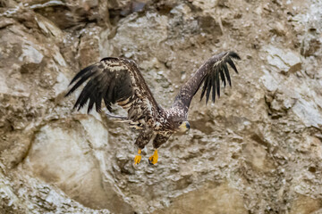 White Tailed Eagle (Haliaeetus albicilla) in flight. Also known as the ern, erne, gray eagle, Eurasian sea eagle and white-tailed sea-eagle. Wings Spread. Poland, Europe. Birds of prey.