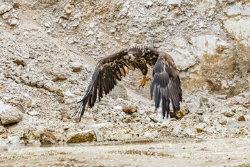White Tailed Eagle (Haliaeetus albicilla) in flight. Also known as the ern, erne, gray eagle, Eurasian sea eagle and white-tailed sea-eagle. Wings Spread. Poland, Europe. Birds of prey.