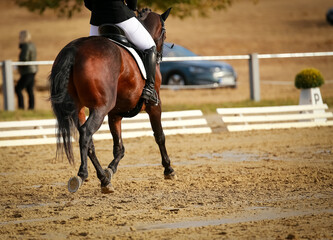Dressage horse at a strong trot in the suspension phase during a dressage test, view from behind, photographed with space for text on the right..
