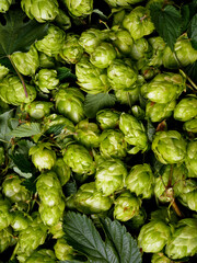 Fototapeta na wymiar Green hop cones. A natural ingredient for the production of beer.
