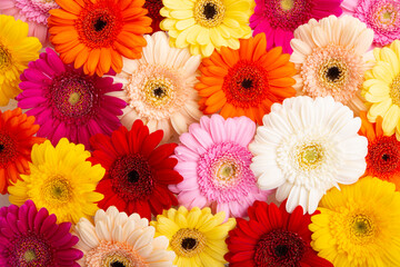 background of gerbera flowers closeup