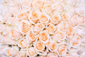 close-up of Cream pastel rose