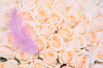 close-up of Cream pastel rose with pink bird feather