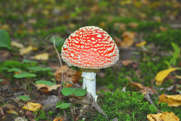 Amanita Muscaria in the Autumn Forest