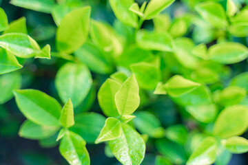 Fototapeta na wymiar Green tea buds and leaves at early morning on plantation