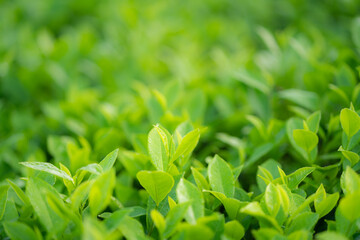 Green tea buds and leaves at early morning on plantation