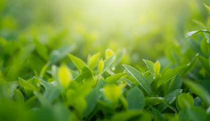 Green tea buds and leaves at early morning on plantation