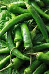 チシャ菜と青唐辛子