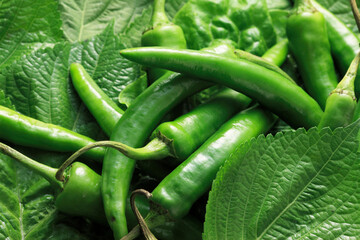 チシャ菜とゴマの葉と青唐辛子