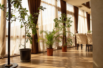 Interior in pastel colors using indoor plants: dracaena, ficus. Gentle beige background with green plants.