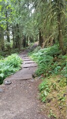 path in the woods