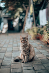 Beautiful striped fluffy cat with green eyes sits on the porch near the house