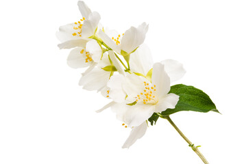 branch with jasmine flowers isolated
