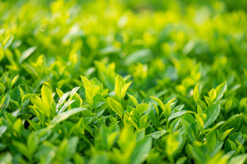 Green tea buds and leaves at early morning on plantation