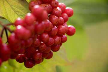 Red viburnum berries on a branch with green and orange leaves. Autumn berries. 