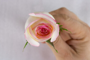 Rose flower in a man's hand