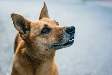 Portrait of sad beautiful street dog with kind eyes