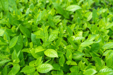 Fresh green tea leaves and buds in a tea plantation in morning