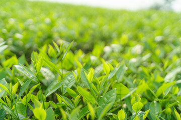 Fresh green tea leaves and buds in a tea plantation in morning