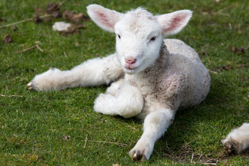 Naklejka na ściany i meble Newly born lamb