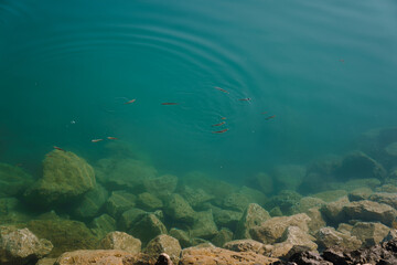 Small fish in blue water with large stones at the bottom.