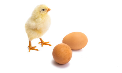 little chicken isolated