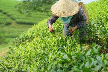 Tea plantation with Vietnamese woman picking tea leaves and buds in early morning