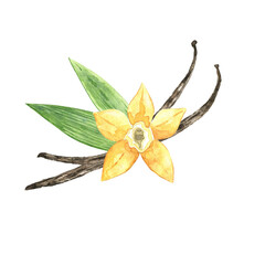 Watercolor vanilla flower with pods and leaves isolated on white. Hand drawn yellow orchid for parfume, packaging design. Natural ingredient and spice for culinary, recipe.