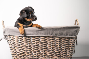 A portrait of an adorable Jack Russel Terrier puppy, in a wicker basket, isolated on a white background