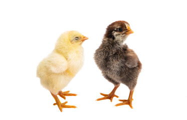 little chicken isolated