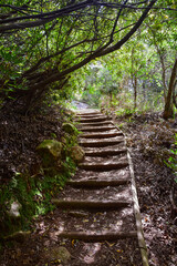 Forest hiking trail with wooden steps path