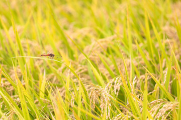 稲穂とトンボ