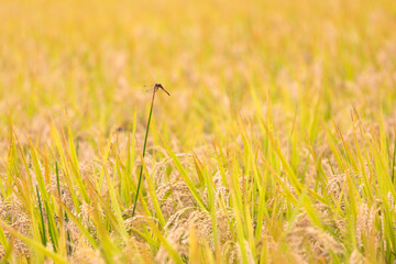 稲穂とトンボ