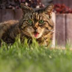 Naklejka na ściany i meble Funny tabby cat sitting on grass and sticking her tongue out