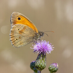 Meadow Brown butterfly on a thistle