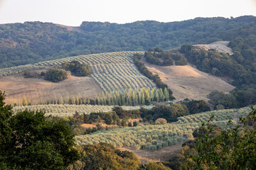 Fototapeta na wymiar view of the countryside vineyard