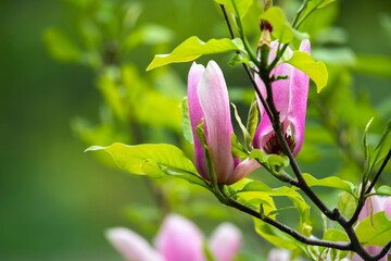 Nice pink magnolia tree flowers spring sunny day nature awakening