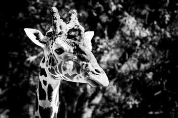 Portrait d'une girafe réticulée avec une tête marrante